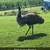 Emus 3 thumbnail