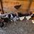 chickens 2 thumbnail