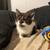 kitten 2 thumbnail