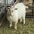 Nigerian Dwarf Goat 1 thumbnail