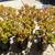 Jade Succulent Plant Crassula Gallon Landscaping Garden Indoor Outdoor 3 thumbnail