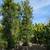 PLANTS PLANTS PLANTS PLANTS 14 thumbnail