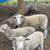 Sheep, rams, ewes, lambs 1 thumbnail