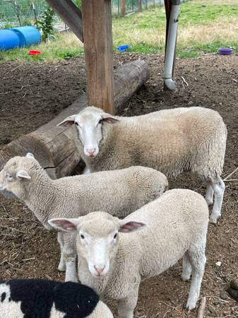 Sheep, rams, ewes, lambs 1
