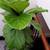 Fiddle Leaf Fig Tree 5' 2 thumbnail