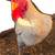 White rooster 2 thumbnail