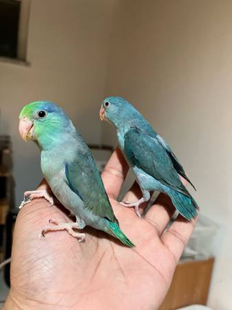 parrotlet 1