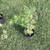 Citronella Mosquito Repellent Rooted Live Plant 1 thumbnail