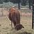 Cows 3 thumbnail