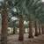 Date Palm Summer Special thru Sept 30th! (12'-14' TRUNK) 8 thumbnail