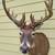 Massive Whitetail Deer Mount 3 thumbnail