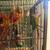 Conures 1 thumbnail