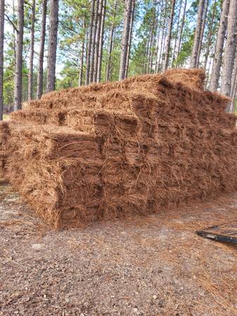 Pine straw 1