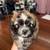 Shiranian puppy 5 thumbnail