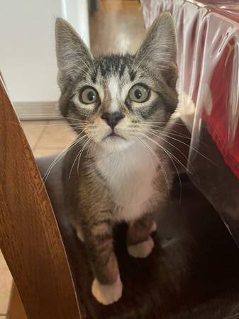 Lost kitten/ Gatito perdido (Minneapolis)