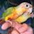 High Red Pineapple Green Cheek Conure 2 thumbnail