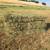 Beardless barley hay, 2 string bales 1 thumbnail