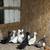 Crested ducks 2 thumbnail