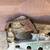 Improved Handy Asbestos Cutter 4 thumbnail