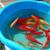 koi fish, fruit trees, and equipment 4 thumbnail