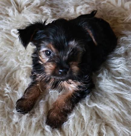Yorkies 1