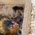 Easter Egger Chicks 1 thumbnail