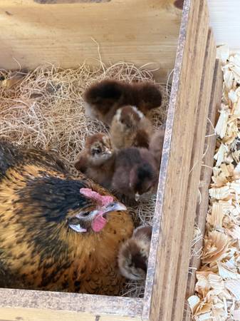 Easter Egger Chicks 1