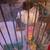 Ringneck Doves mix with Crested Ringneck Dove 10 thumbnail
