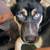 He's a good boy 1 thumbnail
