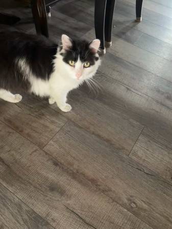 Gato negro y blanco dulce Sylvester en busca de su hogar para toda la vida (Upper Marlboro)