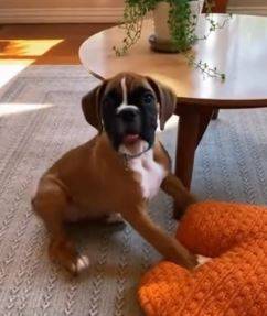 Boxer CuteSmall- 1