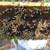 Beekeeper Assistant/Trainee Volunteer at Small Home Apiary 4 thumbnail