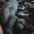 Rehoming my 5-month-old male kittens 5 thumbnail