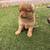Puppies 1 thumbnail