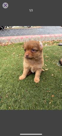 Puppies 1