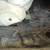1972 Plymouth Duster Hcode Roller 17 thumbnail