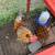 Roosters-Easter Egger 1 thumbnail