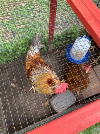 Roosters-Easter Egger 1