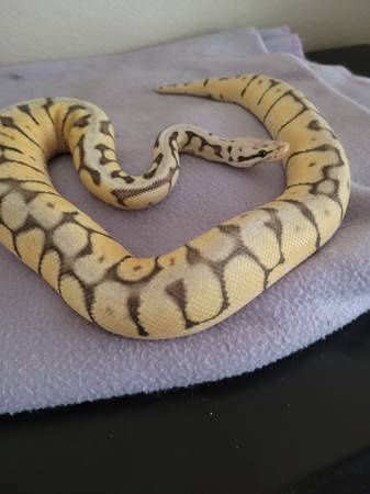 Super Pastel Spider Ball Python63860183453057121