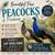 Peacocks 7 thumbnail
