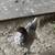 Pullets 17 thumbnail
