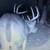 Big Thicket Hunting lease. 8 thumbnail