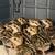 Chukar Partridge 2 thumbnail