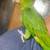 parrot Amazon parrot 7 thumbnail