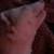 Ferret 2 thumbnail