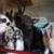 RABBITS! 6 thumbnail