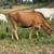 Bred heifer 2 thumbnail