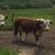 Mini Hereford and Highlander cross bull 2 thumbnail