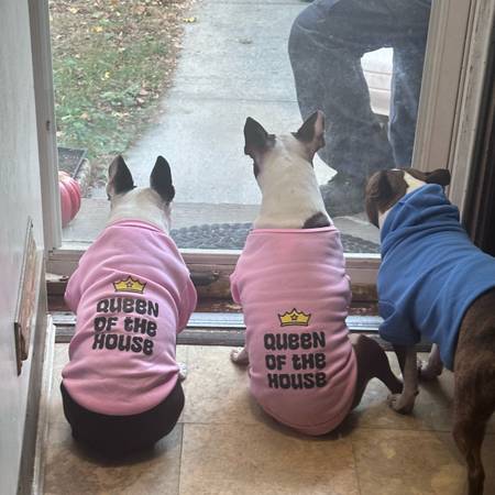? Maid to Scoop – Dog Poop? We Got You. (Baldwin)63950516761347123