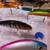 Eight (8) New Suspended Fishing Lures With BALLS  L-#69 9 thumbnail